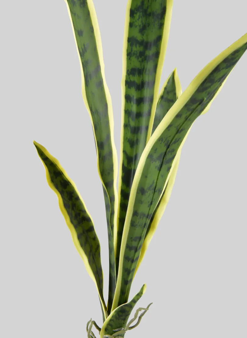 30in Long Real Touch Sansevieria Stem Pick, Case of 12