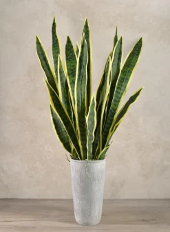 30in Long Real Touch Sansevieria Stem Pick, Case of 12