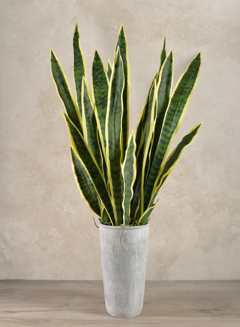 30in Long Real Touch Sansevieria Stem Pick, Case of 12