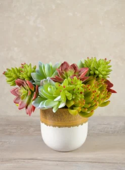 7in Long Red and Green Echeveria Spray, Case of 12
