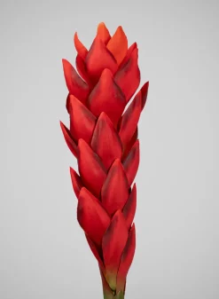 29in Long Red Ginger Stem, Case of 12