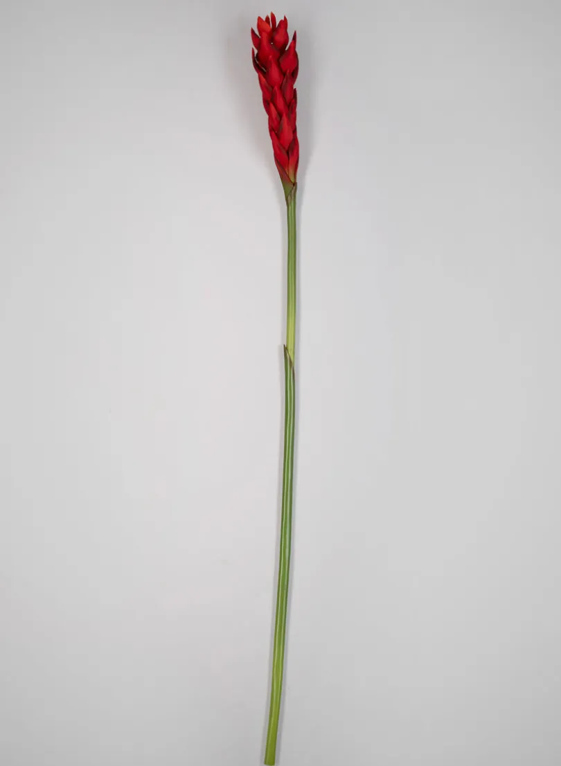 29in Long Red Ginger Stem, Case of 12