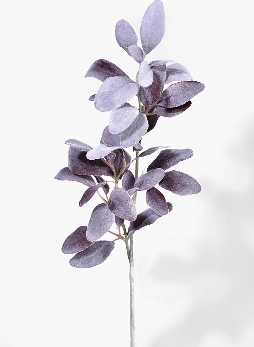 23in Long Red Leaf Sage, Case of 12