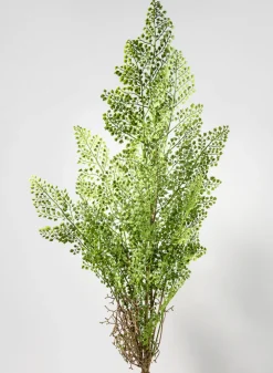 35in Long Rooted Fern Stem, Case of 12