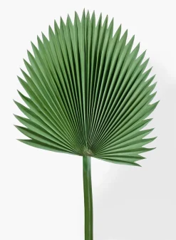 47in Long Ruffled Fan Palm Leaf, Case of 6