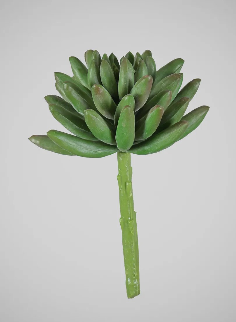 5in Long Senecio Succulent Pick, Case of 12
