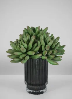 5in Long Senecio Succulent Pick, Case of 12