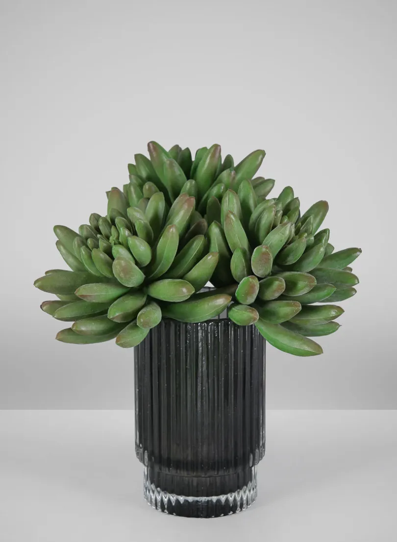 5in Long Senecio Succulent Pick, Case of 12