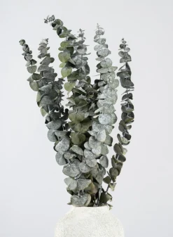 20in Long Silvery-Green Dried Eucalyptus Bunch