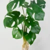 19in Long Small Monstera Leaf Bush with Roots, Case of 12