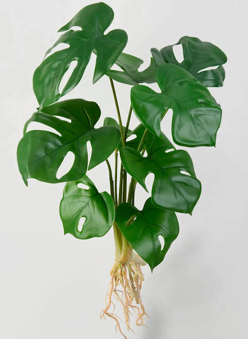 19in Long Small Monstera Leaf Bush with Roots, Case of 12