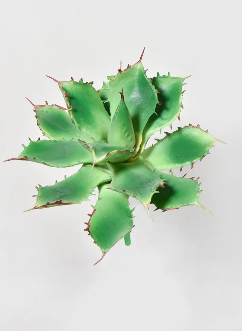 5 1/2in Long Star Cactus Pick, Case of 12