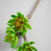 12in Long Three Head Echeveria Spray, Case of 12
