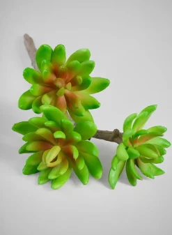 12in Long Three Head Echeveria Spray, Case of 12