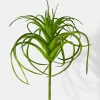 5in Long Tillandsia, Case of 12