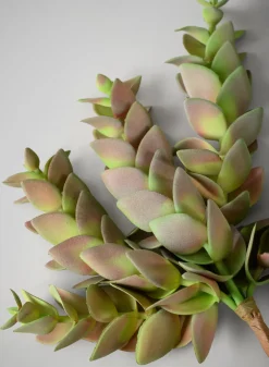 10in Long Trailing Succulent Pick, Case of 12