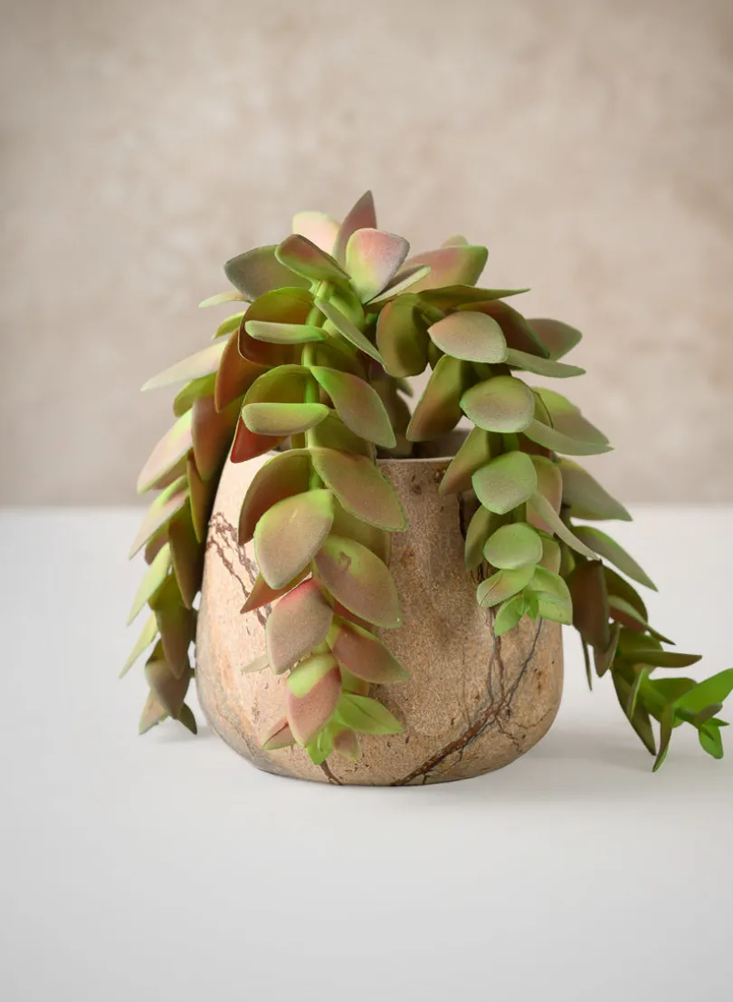 10in Long Trailing Succulent Pick, Case of 12