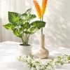 50in Long White Bougainvillea Vine, Case of 6