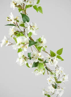 50in Long White Bougainvillea Vine, Case of 6