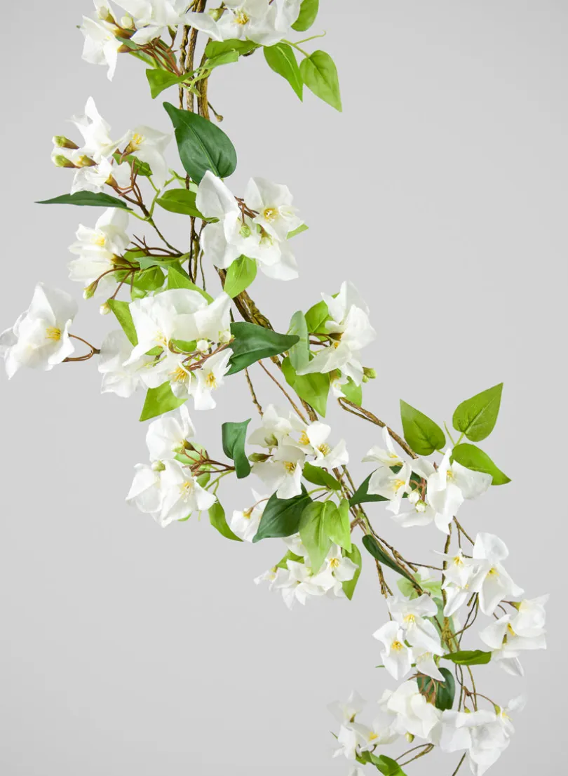 50in Long White Bougainvillea Vine, Case of 6