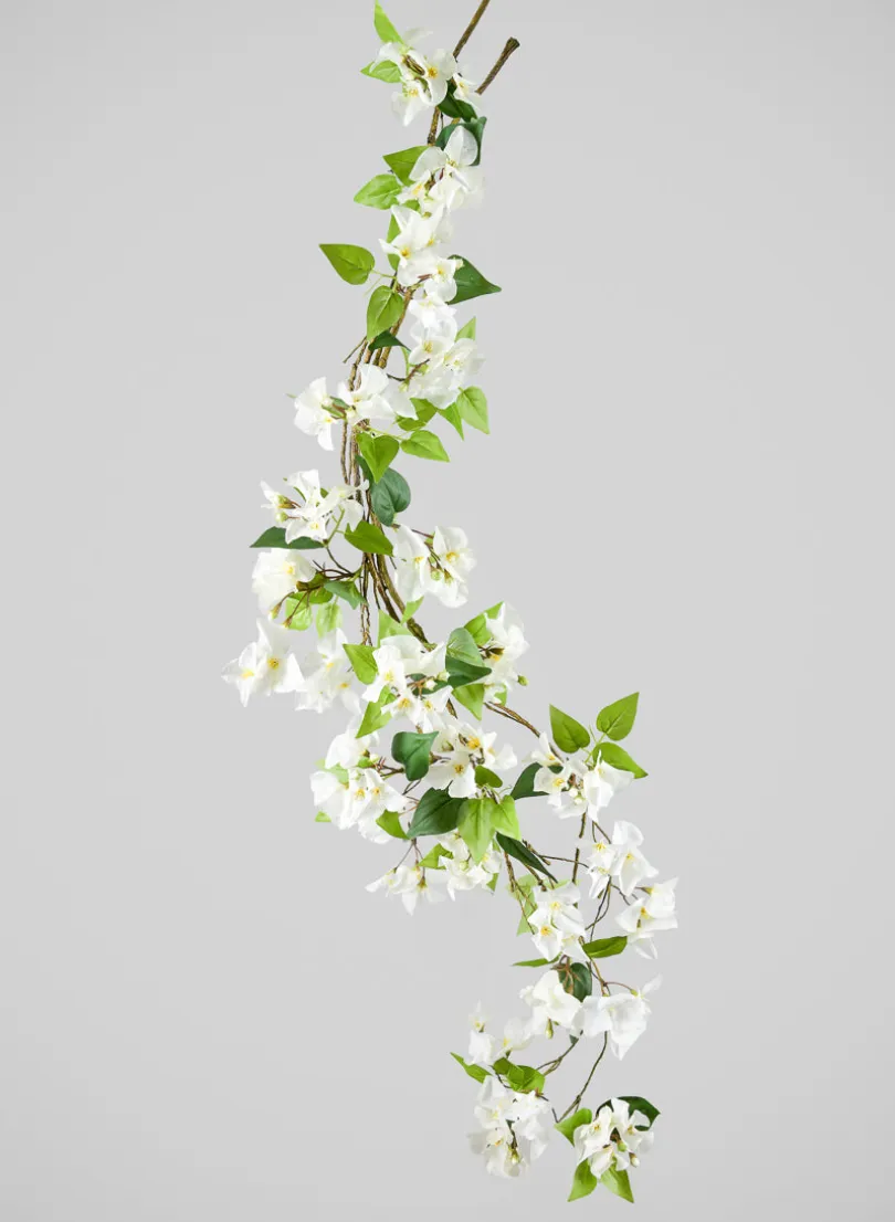 50in Long White Bougainvillea Vine, Case of 6