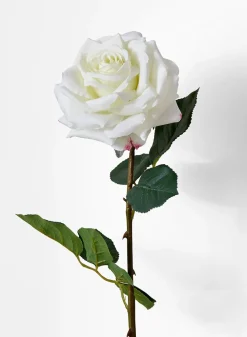 31in Long White Garden Rose, Case of 12