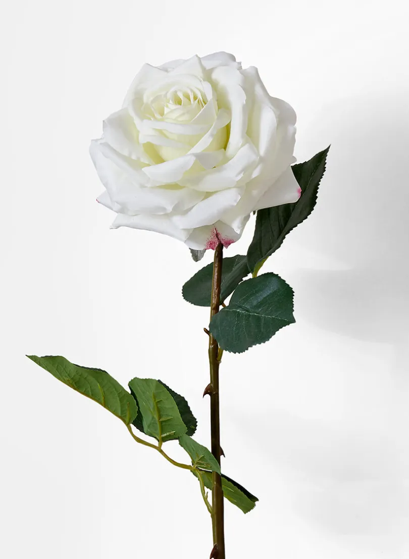 31in Long White Garden Rose, Case of 12