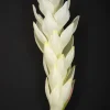 29in Long White Ginger Stem, Case of 12