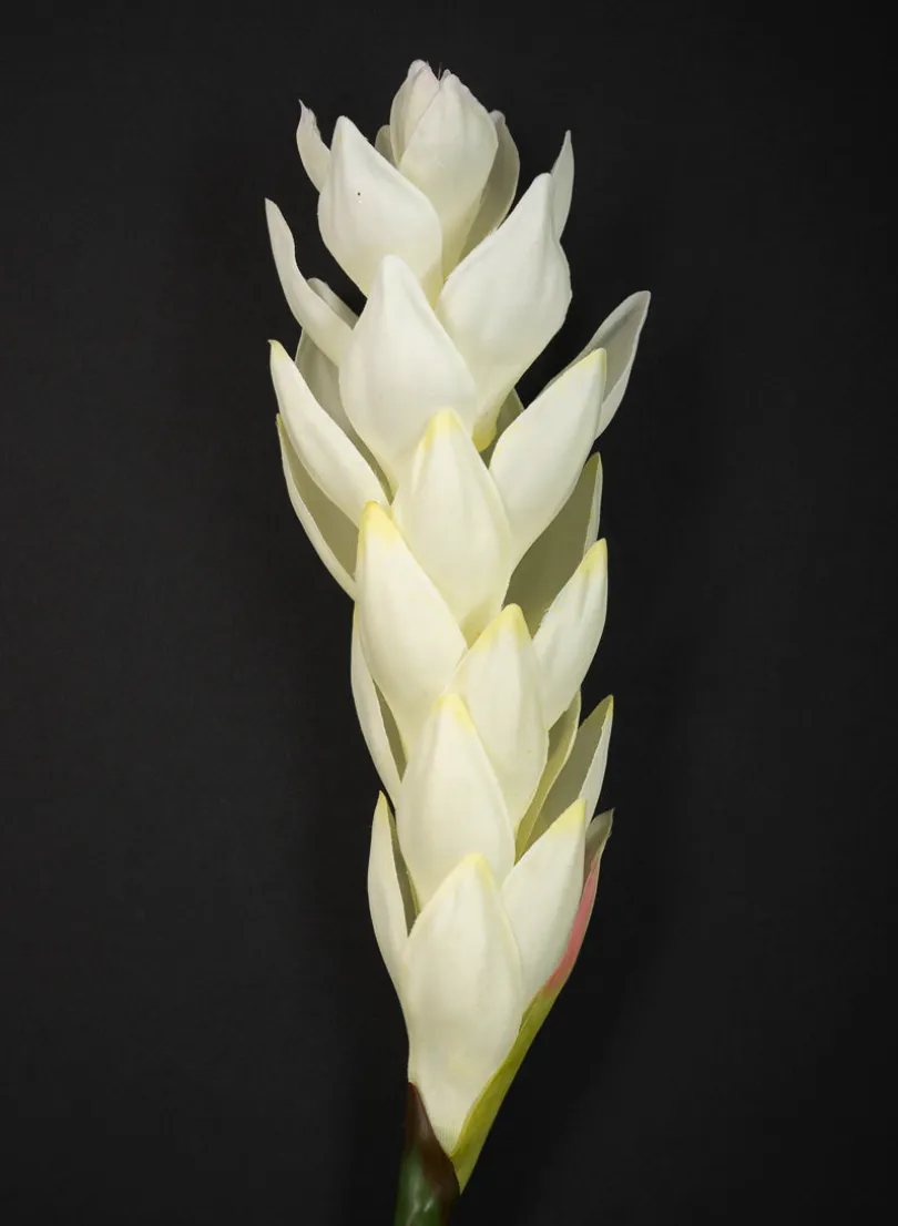 29in Long White Ginger Stem, Case of 12