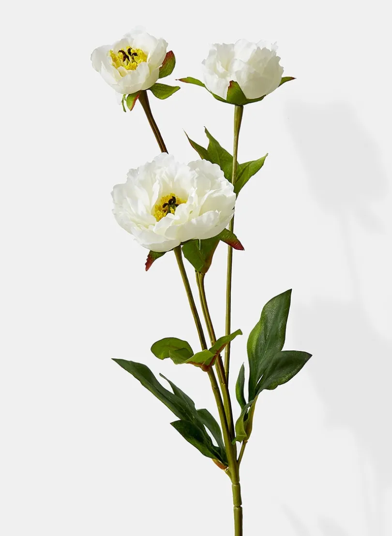 25.5in Long White Princess Peony, Case of 12