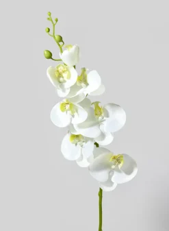 35in Long White & Yellow Phalaenopsis, Case of 12