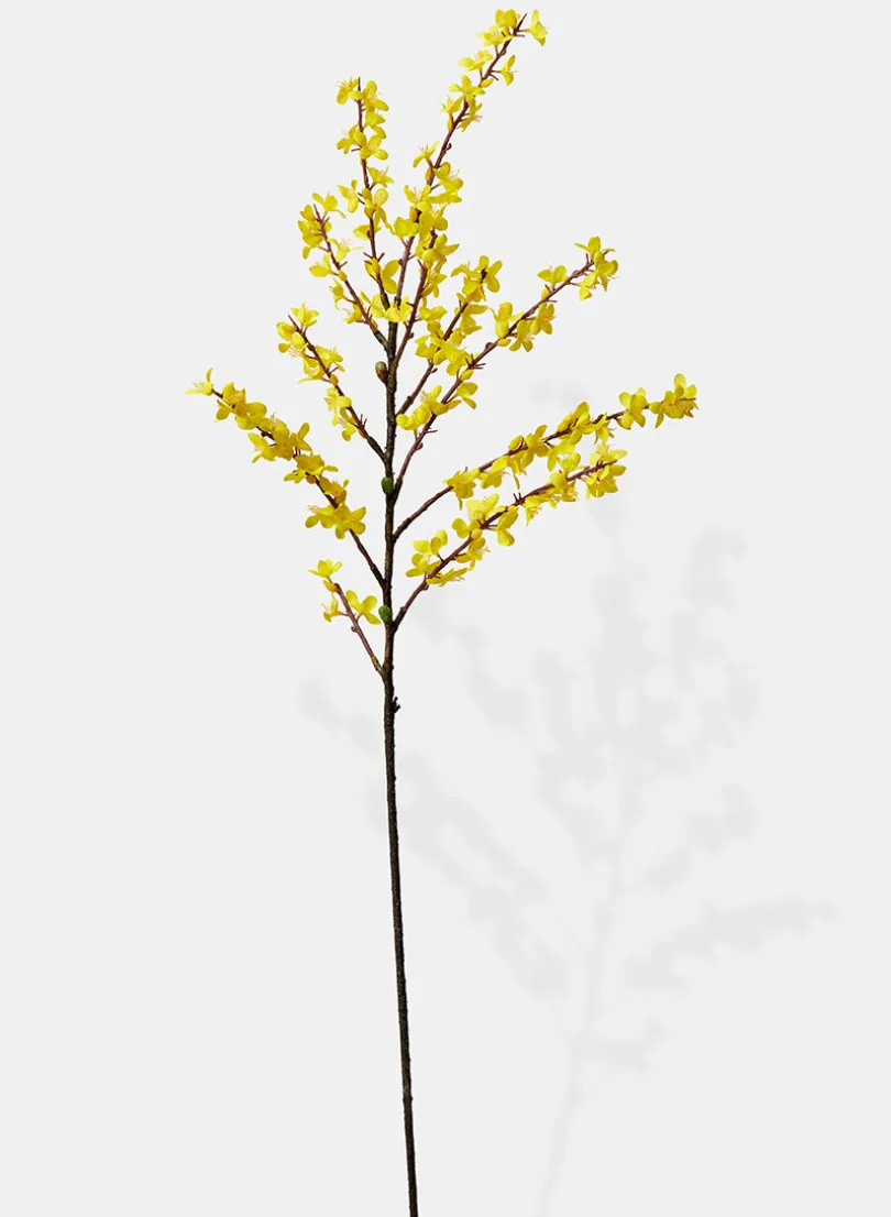 43in Long Winter Jasmine, Case of 6