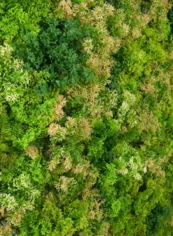 40in Square UV-Resistant Tropical Green Tone Reindeer Moss Mat (Indoor/Outdoor)