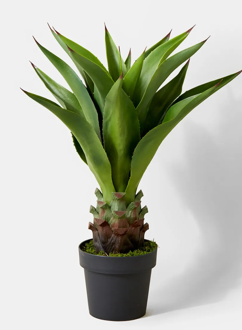29in Tall Agave Plant