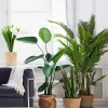 67in Tall Areca Butterfly Palm