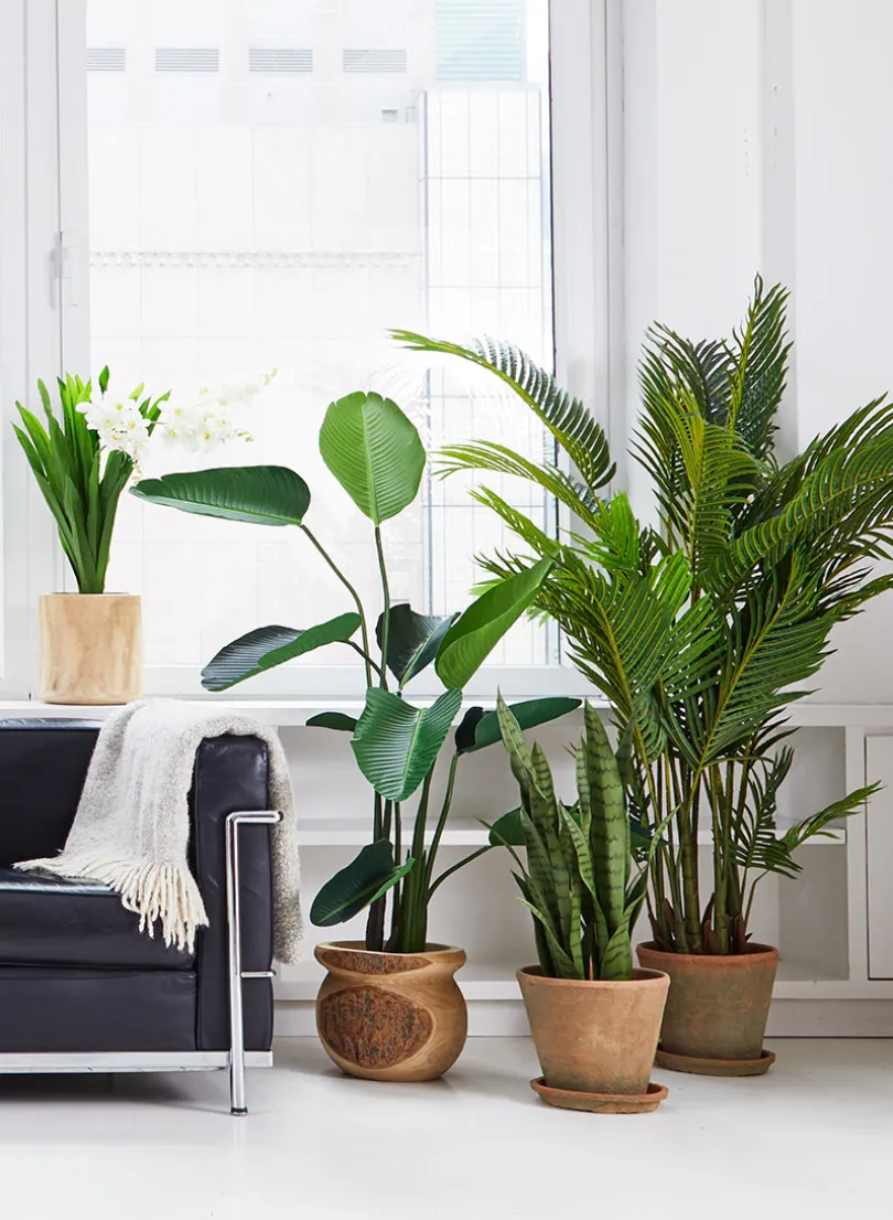 67in Tall Areca Butterfly Palm