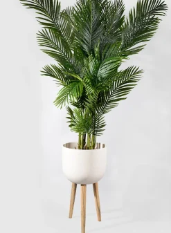 67in Tall Areca Butterfly Palm