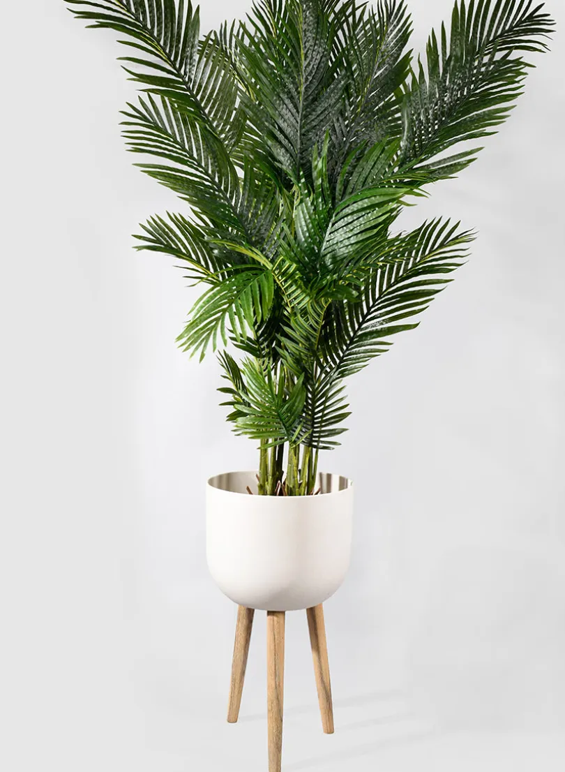 67in Tall Areca Butterfly Palm