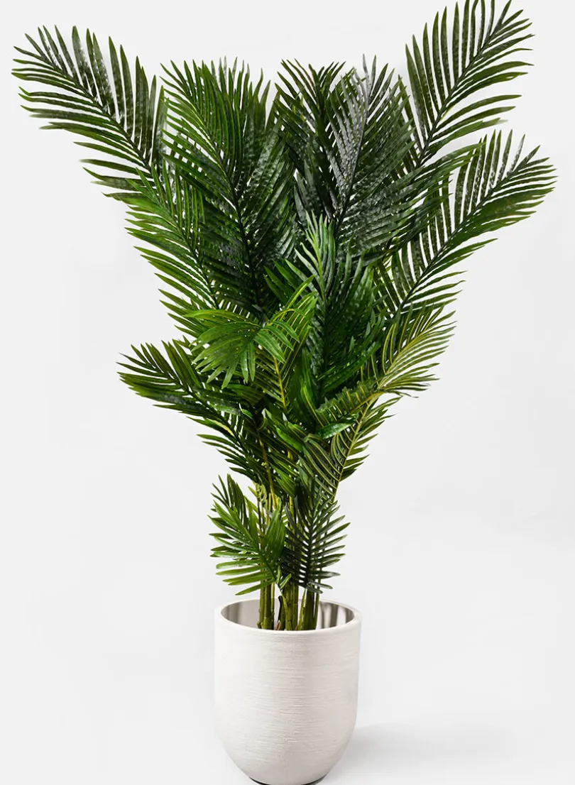 67in Tall Areca Butterfly Palm
