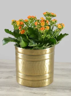 7.5in Tall Arya Iron Antique Gold Cylinder