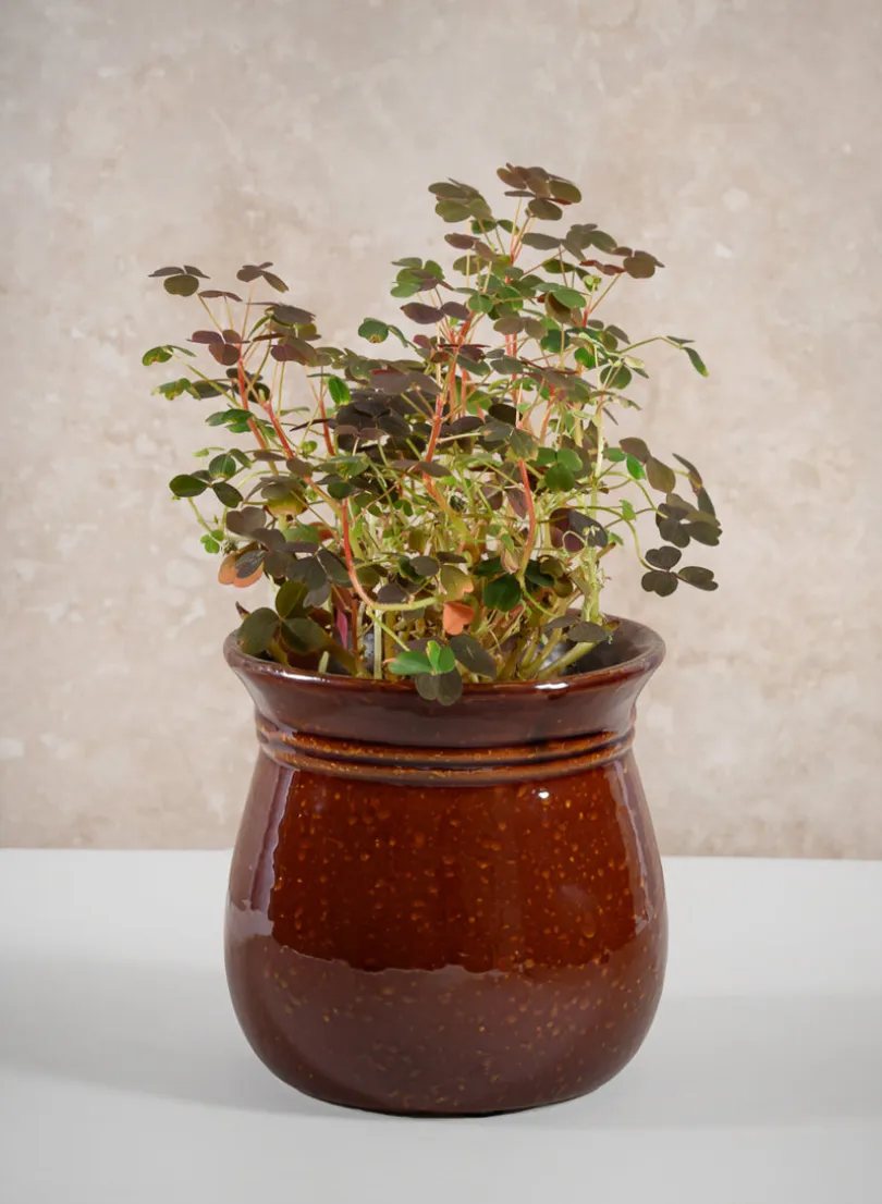 5in Tall Aveiro Oxblood Red Bell Ceramic Planter