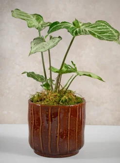 5.25in Tall Aveiro Oxblood Red Ceramic Cachepot