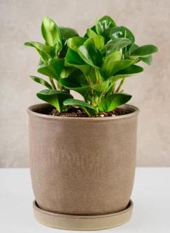 7.5in Tall Azra Dark Brown Ceramic Pot with Saucer