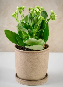 5in Tall Azra Light Brown Ceramic Pot with Saucer