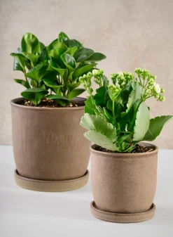 5in Tall Azra Light Brown Ceramic Pot with Saucer