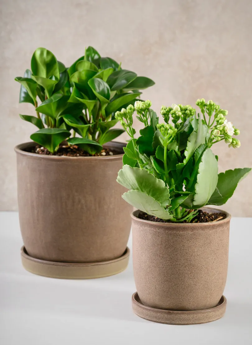 5in Tall Azra Light Brown Ceramic Pot with Saucer