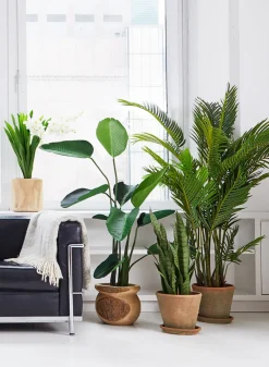 57in Tall Banana Plant