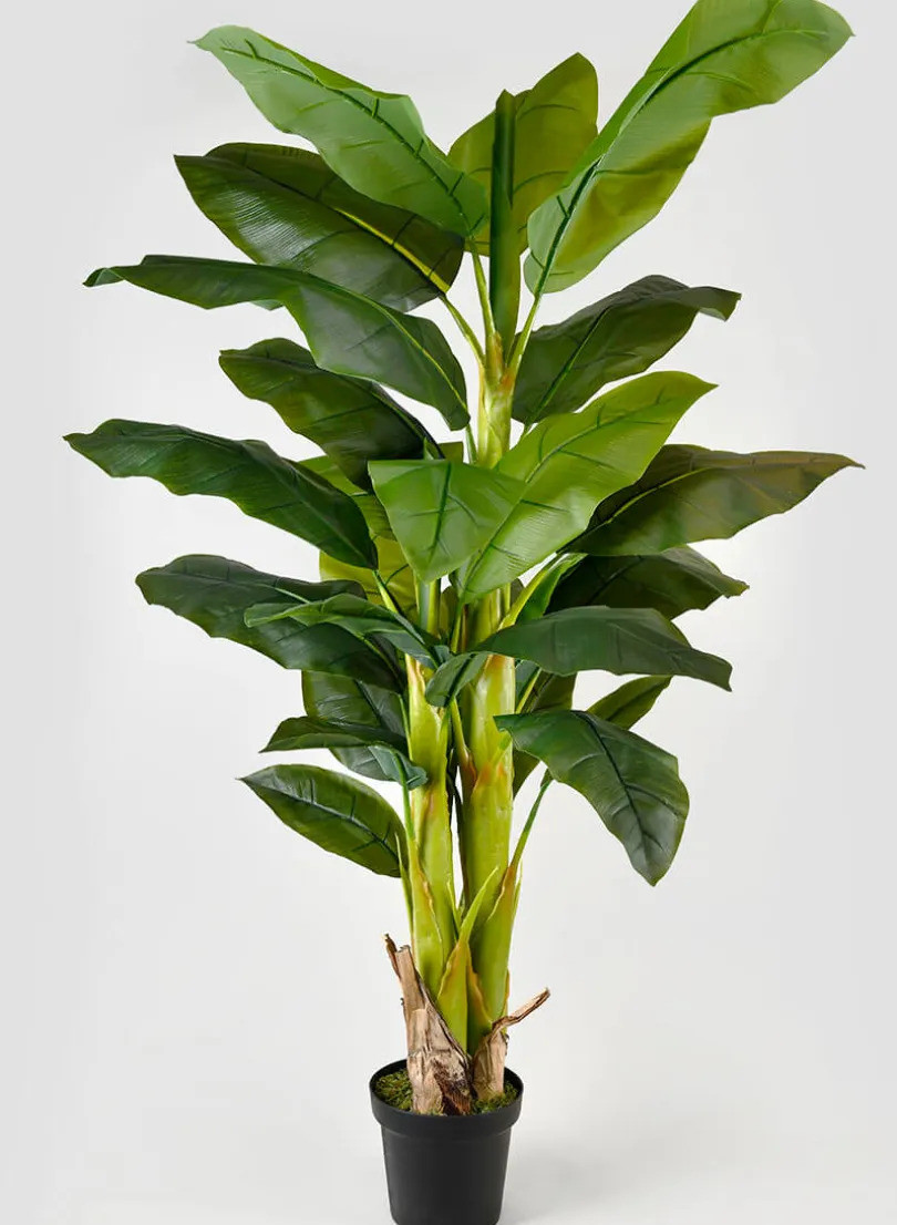 65in Tall Banana Tree