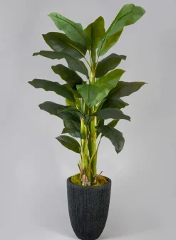 65in Tall Banana Tree