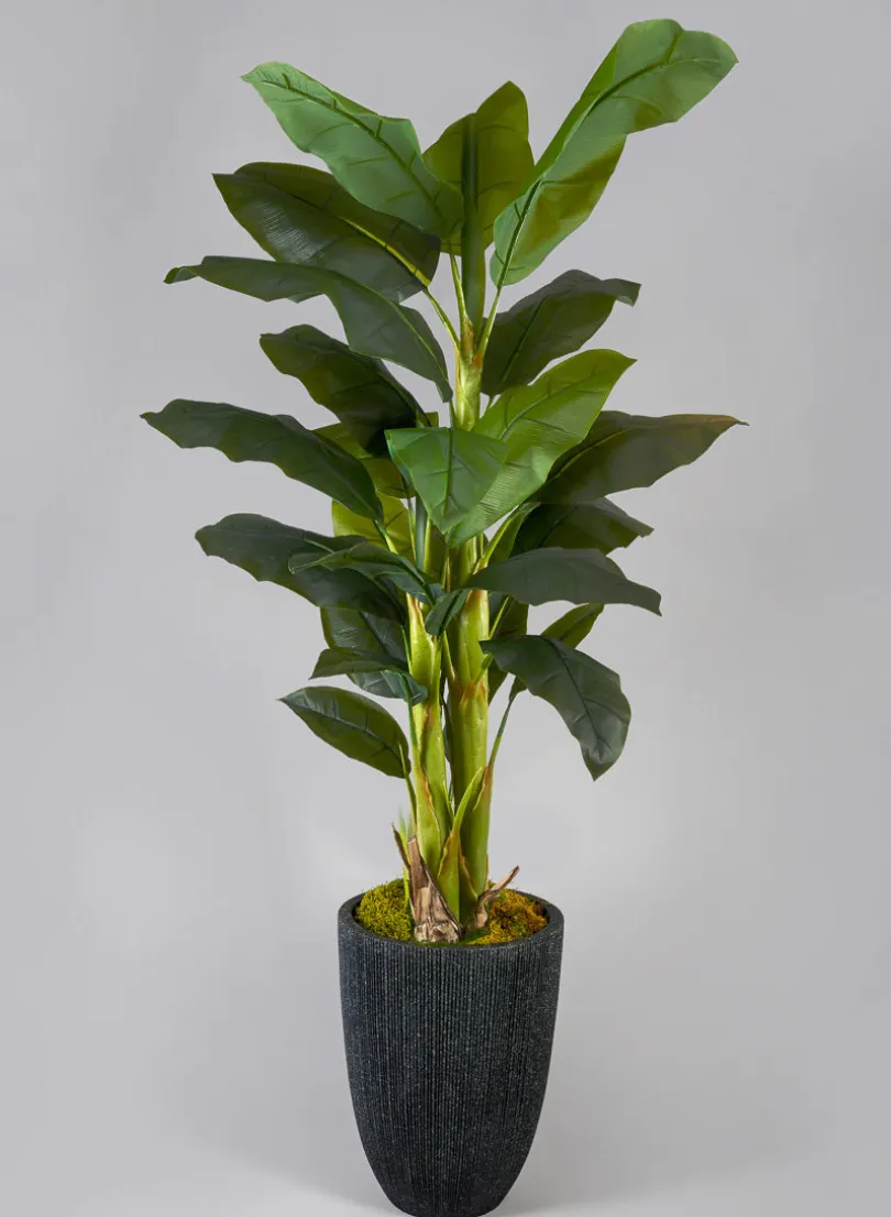 65in Tall Banana Tree